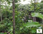Mission-Equateur-forêt-cacao-CABINET COUDERT