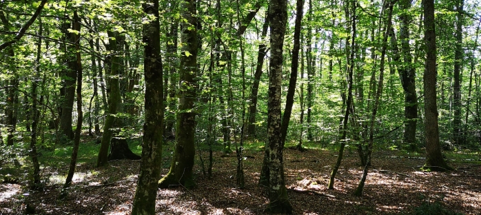 La Montagne Ministre filière bois Sylvestre COUDERT Expert forestier