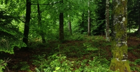 Forêt mixte Cabinet COUDERT